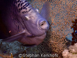 Marsa Bareika, Ras Ghozlani inside Red Sea Angelfish by Stephan Kerkhofs 